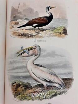 1853 OEUVRES COMPLETES DE BUFFON 139 planches aquarellées -Complet 6/6 vols In-4