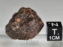 Belle Météorite Chondrite nwa Carboné CV3, 15 g, Complète avec Croûte de Fusion