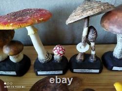 Collection complète de trente champignons en résine synthétique Circa 1960-70