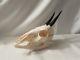 Crâne complet d'un céphalope de grimm ou duiker chasse trophée taxidermie