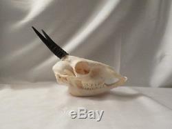 Crâne complet d'un céphalope de grimm ou duiker chasse trophée taxidermie