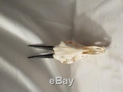 Crâne complet d'un céphalope de grimm ou duiker chasse trophée taxidermie