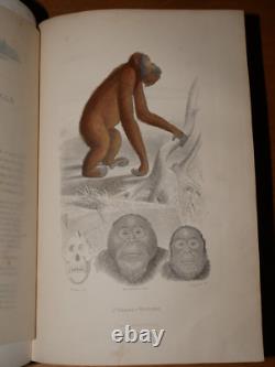 GALERIE D'HISTOIRE NATURELLE OEUVRES COMPLETES DE BUFFON 32 Gravures couleurs