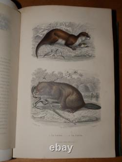 GALERIE D'HISTOIRE NATURELLE OEUVRES COMPLETES DE BUFFON 32 Gravures couleurs