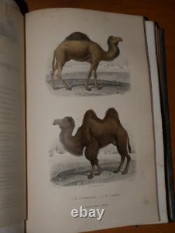 GALERIE D'HISTOIRE NATURELLE OEUVRES COMPLETES DE BUFFON 32 Gravures couleurs
