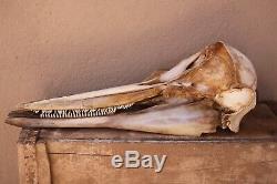 Rare crane de mammifère marin complet