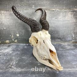 Squelette crâne de springbok complet, antilope Afrique