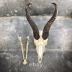 Squelette crâne de springbok complet, antilope Afrique